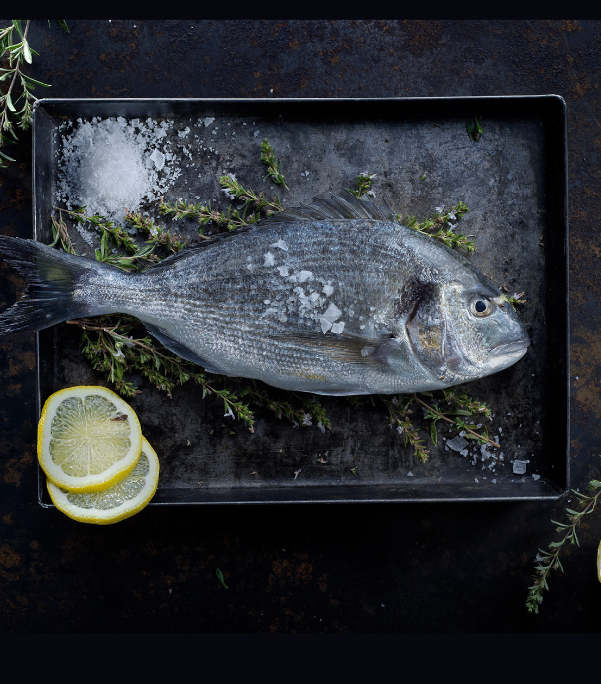 Gilthead seabream