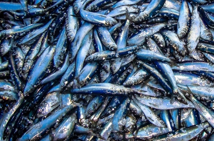 Baltic herring